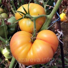 Насіння томату Велика веселка 15 нас