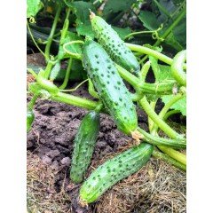 Набір "Стресостійкі та врожайні огірки"