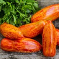 Насіння томату Гном Смугастий перець (Dwarf Pepper Striped) 10 шт Насіння томату Гном Смугастий перець (Dwarf Pepper Striped) 10 шт