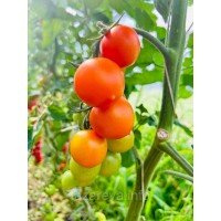 Семена томата Золотая радость F1 10 шт