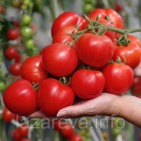 Семена томата Маргоша F1 10 шт Семена томата Маргоша F1 10 шт