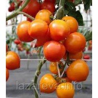 Семена томата Нимфа F1 10 шт Семена томата Нимфа F1 10 шт