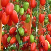 Насіння томату Джек Пот F1 10 шт Насіння томату Джек Пот F1 10 шт