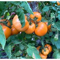 Насіння томату Золотий Дубай F1 10 шт Насіння томату Золотий Дубай F1 10 шт