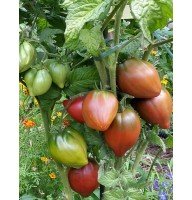 Гном фиолетовое сердце (Dwarf Purple Heart) 10 семян