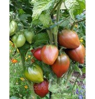 Гном фиолетовое сердце (Dwarf Purple Heart) 15 семян Гном фиолетовое сердце (Dwarf Purple Heart) 15 семян