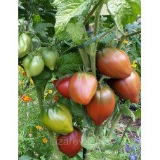 Гном фіолетове серце (Dwarf Purple Heart) 15 насінин
