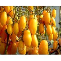 Насіння томату Бананові ноги "Banana Legs" 15 шт