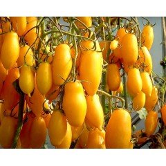 Насіння томату Бананові ноги "Banana Legs" 15 шт