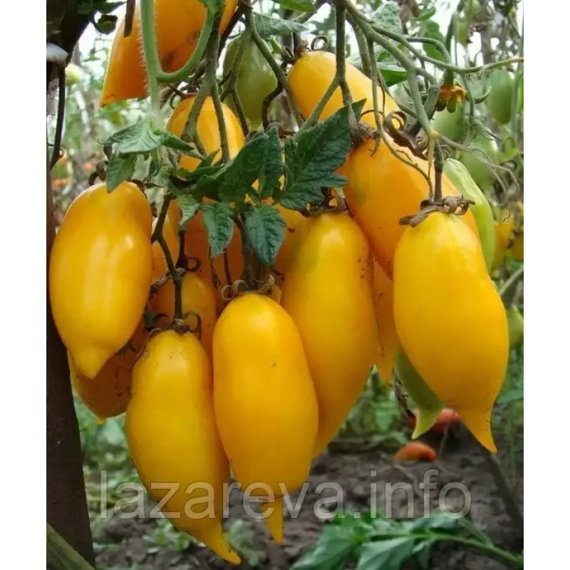 Насіння томату Бананові ноги "Banana Legs" 15 шт Насіння томату Бананові ноги "Banana Legs" 15 шт