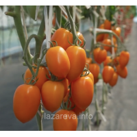 Насіння томату Шурім F1 10 шт Насіння томату Шурім F1 10 шт