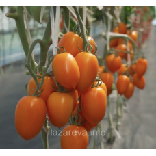 Насіння томату Шурім F1 10 шт