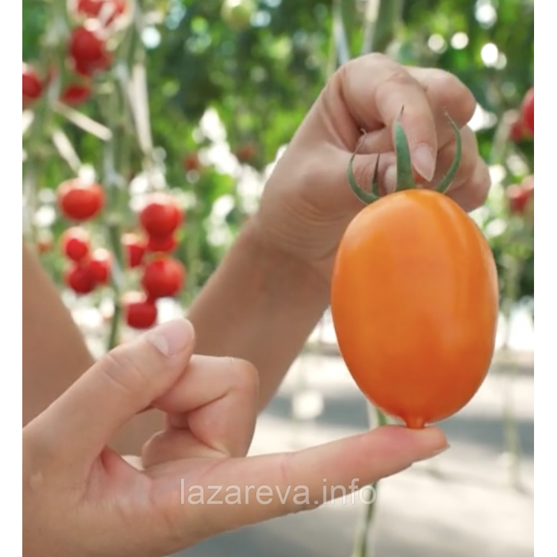 Насіння томату Шурім F1 10 шт Насіння томату Шурім F1 10 шт