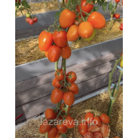 Насіння томату Покер F1 10 шт Насіння томату Покер F1 10 шт