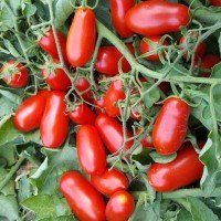 Насіння томату Міні Сан Марцано "Mini San Marzano" 15 шт