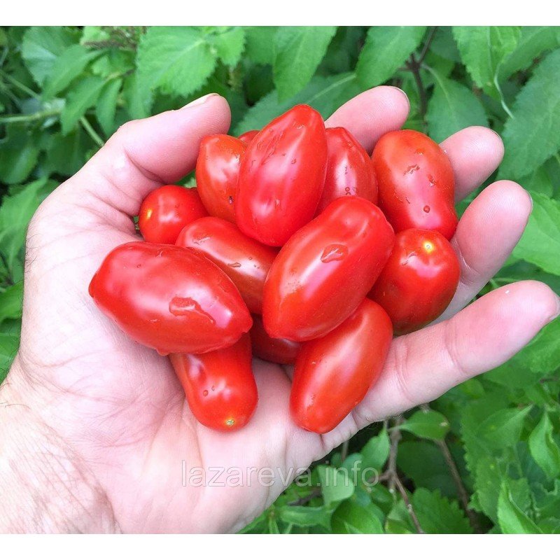 Насіння томату Міні Сан Марцано "Mini San Marzano" 15 шт Насіння томату Міні Сан Марцано "Mini San Marzano" 15 шт
