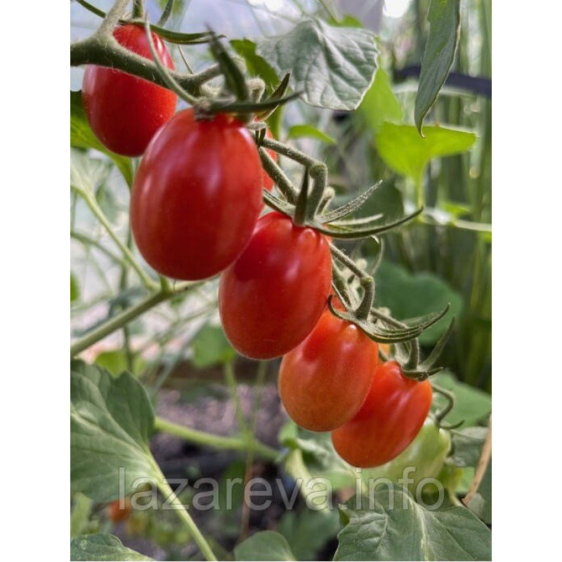 Насіння томату Міні Сан Марцано "Mini San Marzano" 15 шт Насіння томату Міні Сан Марцано "Mini San Marzano" 15 шт