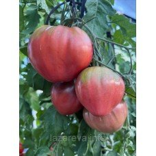 Насіння томату Тундра (Tundra) 15 шт