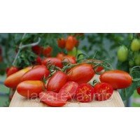 Семена томата Рыжий Котя F1 10 шт Семена томата Рыжий Котя F1 10 шт