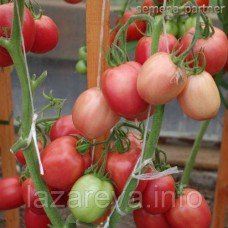 Семена томата Синдбад F1 10 шт