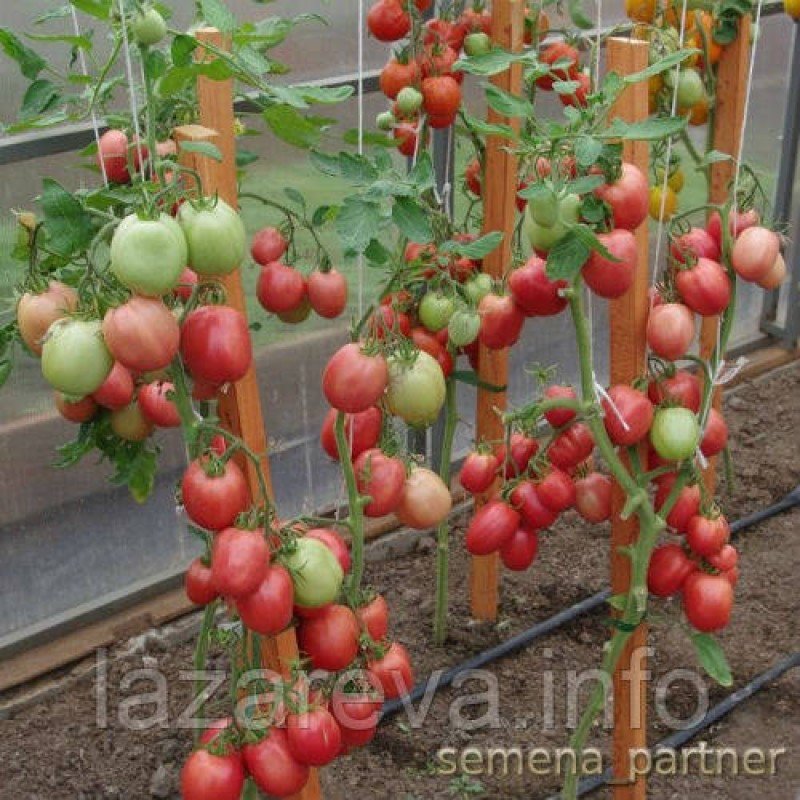 Семена томата Синдбад F1 10 шт