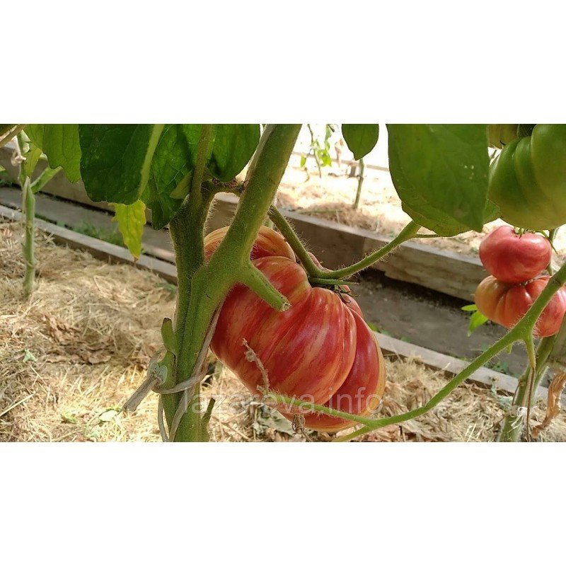 Насіння томату Джаз рожевий 15 нас Насіння томату Джаз рожевий 15 нас