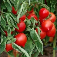 Семена томата Пикадор F1 10 шт Семена томата Пикадор F1 10 шт