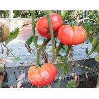 Семена томата Точильный камень (Whetstone Wonder) 15 шт Семена томата Точильный камень (Whetstone Wonder) 15 шт