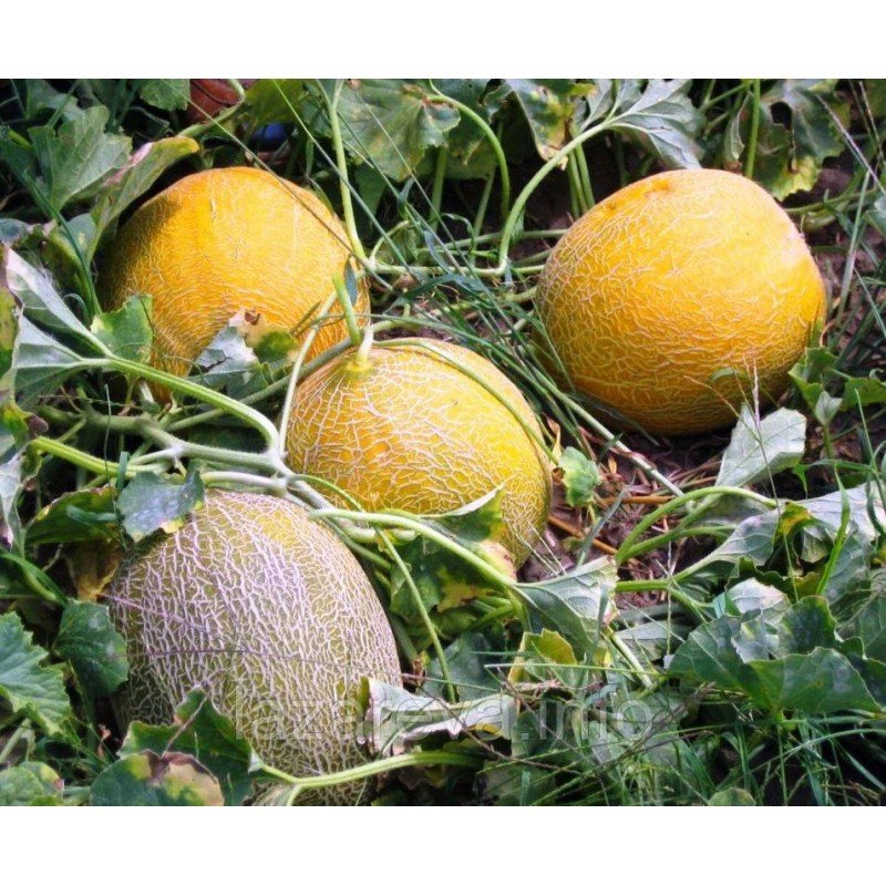 Насіння дині Душа 15 нас Насіння дині Душа 15 нас