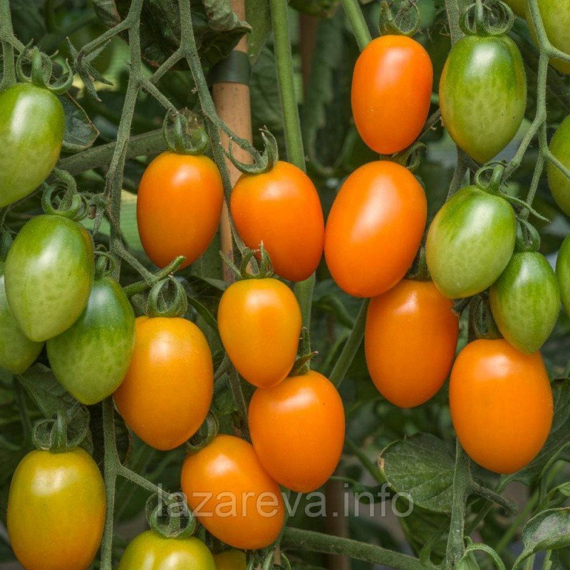 Семена томата Немецкая сливка оранжевая 30 шт