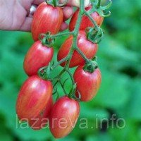 Семена томата Сетка розовая (Maglia Rosa) 15 шт Семена томата Сетка розовая (Maglia Rosa) 15 шт