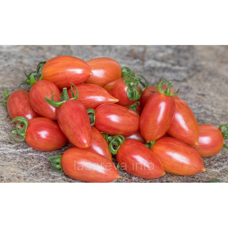 Насіння томату Сітка Рожева (Maglia Rosa) 15 нас Насіння томату Сітка Рожева (Maglia Rosa) 15 нас