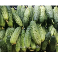 Семена огурца Радар 0,5 гр