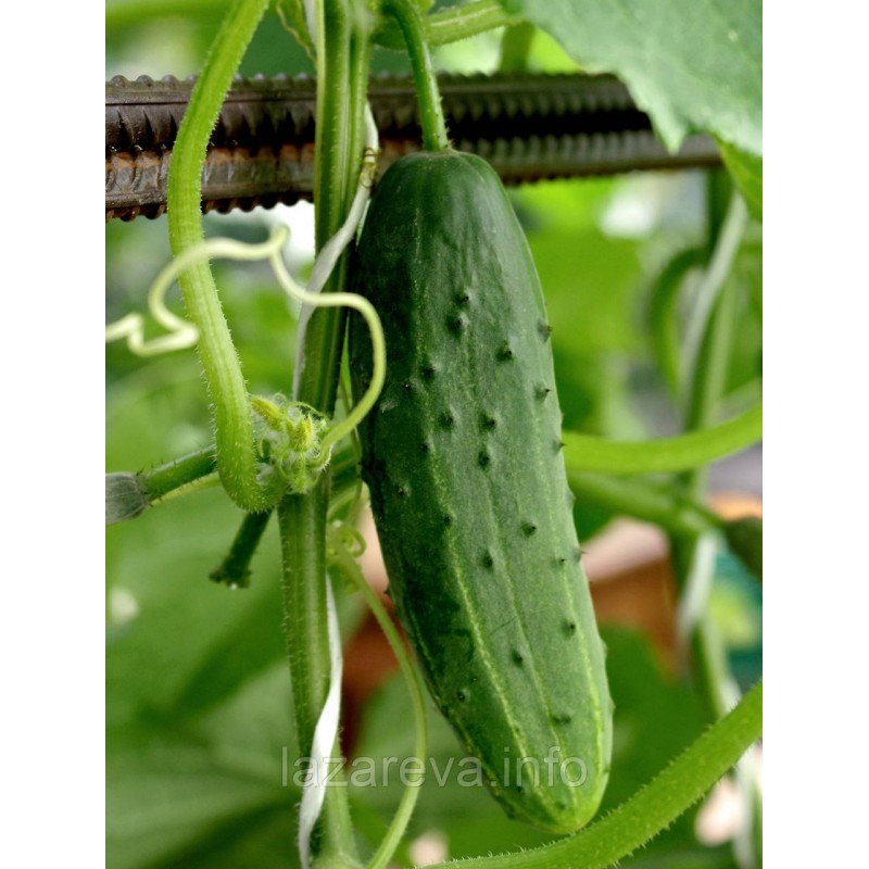 Насіння огірка Радар F1 0,5 гр