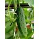 Насіння огірка Радар F1 0,5 гр