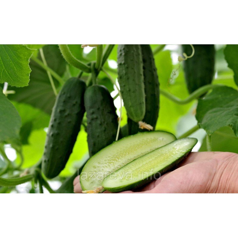 Насіння огірка Радар F1 0,5 гр