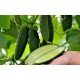 Насіння огірка Радар F1 0,5 гр
