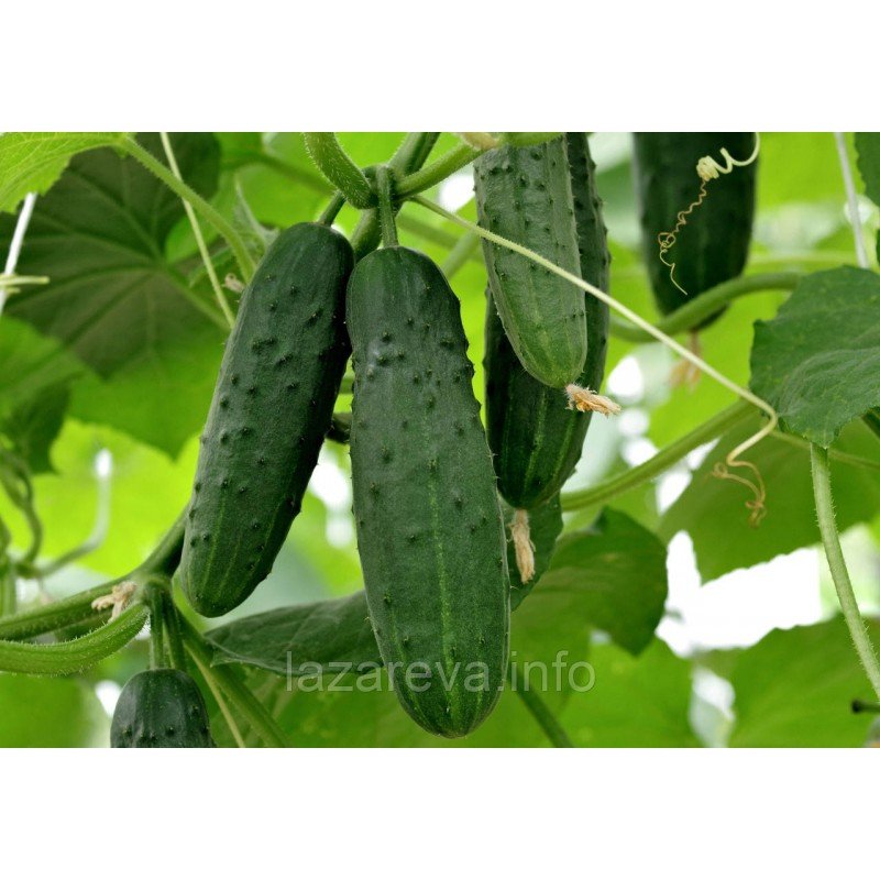 Насіння огірка Радар F1 0,5 гр