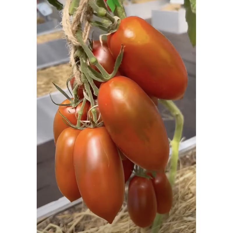 Насіння томату Чорний ворон F1 10 шт