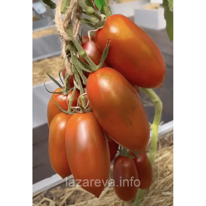 Насіння томату Чорний ворон F1 10 шт Насіння томату Чорний ворон F1 10 шт