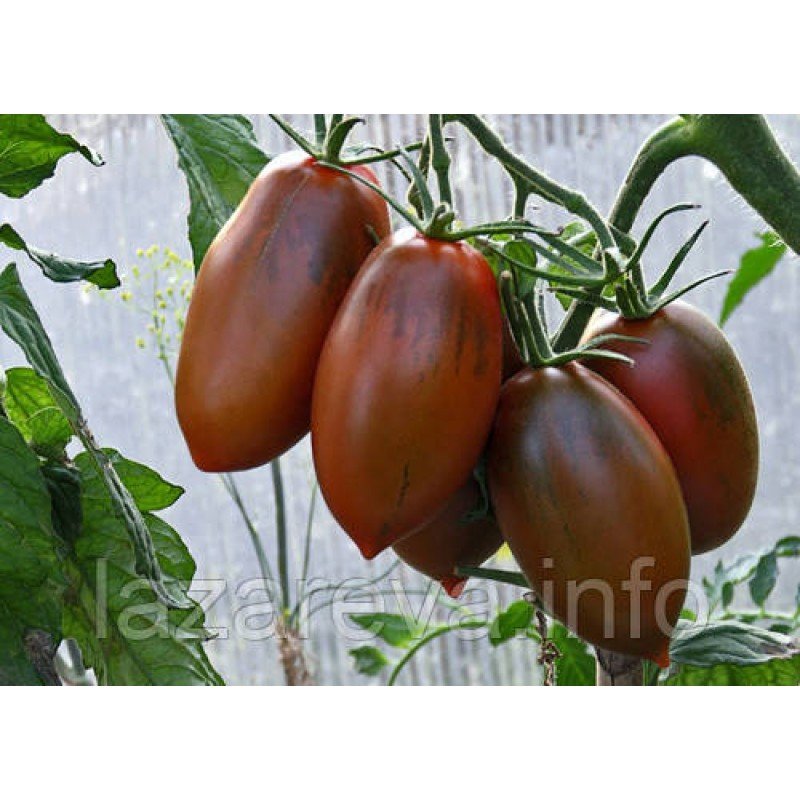 Насіння томату Чорний ворон F1 10 шт Насіння томату Чорний ворон F1 10 шт