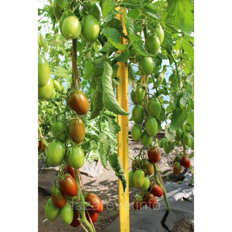 Насіння томату Чорний ворон F1 10 шт Насіння томату Чорний ворон F1 10 шт