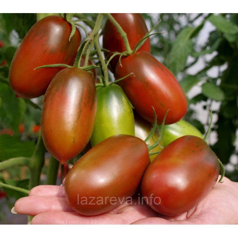 Насіння томату Чорний ворон F1 10 шт Насіння томату Чорний ворон F1 10 шт