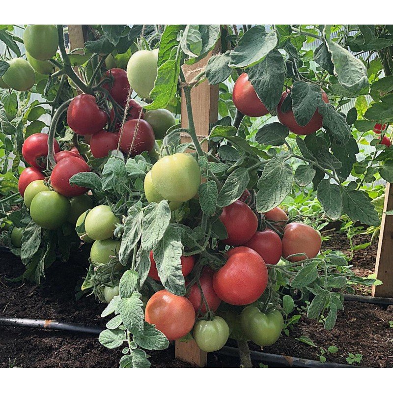 Насіння томату Велюр F1 10 насінин