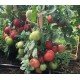 Насіння томату Велюр F1 10 насінин