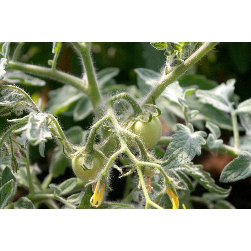 Насіння томату Велюр F1 10 насінин