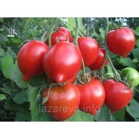 Семена томата Ростик красный F1 10 шт Семена томата Ростик красный F1 10 шт