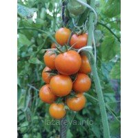 Семена томата Пинг-понг золотой F1 10 шт Семена томата Пинг-понг золотой F1 10 шт