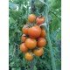 Насіння томату Пінг-понг золотий F1 10 шт Насіння томату Пінг-понг золотий F1 10 шт