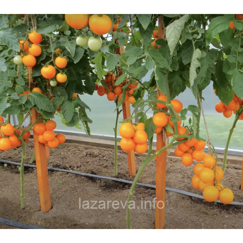 Насіння томату Пінг-понг золотий F1 10 шт Насіння томату Пінг-понг золотий F1 10 шт